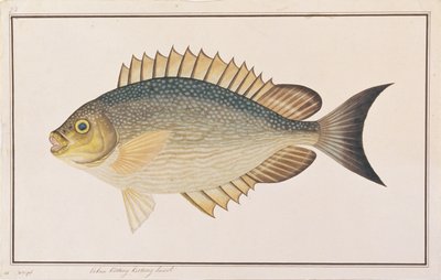 Poisson-lapin, de dessins de poissons de Malacca, c.1805-18 - Chinese School